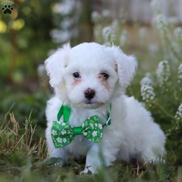 Prince, Maltipoo Puppy